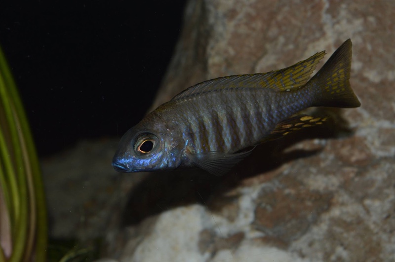 Aulonocara brevinidus